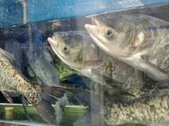 -永安鱼庄·镇江菜(丁卯店)