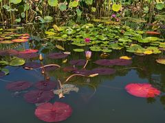 -国家植物园南园