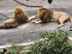 -大连森林动物园