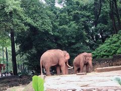 -广州长隆野生动物世界