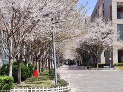 -金陵中学(河西分校)