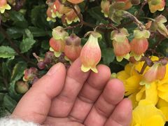 -石家庄市植物园