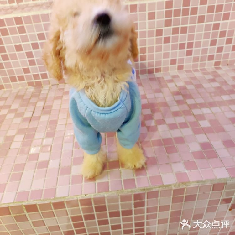 三里屯超火的萌宠店,来和巴拿马水豚亲密接触吧🎀