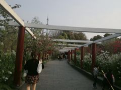 -南汇桃花村