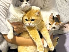 -瑞鹏宠物医院·骨科·猫科·内科(第一中心)
