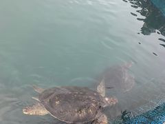 -广东惠东海龟国家级自然保护区