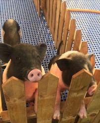 -萌宠亲子动物乐园(槐房万达店)