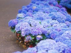 -上海鲜花港