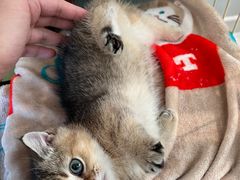 -momokira米努特·德文卷毛猫·棉花面纱犬
