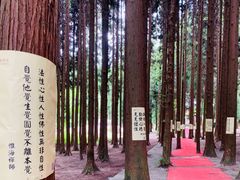 -武陵山森林公园