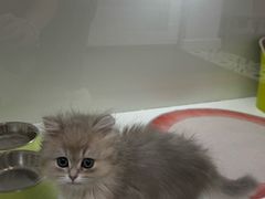 -青奢宠物·青奢猫舍