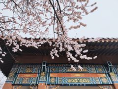 -桃花堤公园