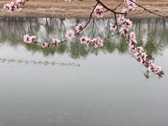 -桃花堤公园