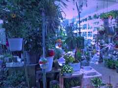 -循礼门鲜花花市(武汉循礼门店)