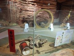 -正佳雨林生态植物园