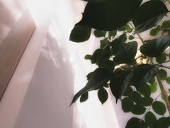 -尤加利咖啡馆