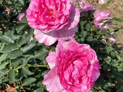 -人民公园(罗湖区)