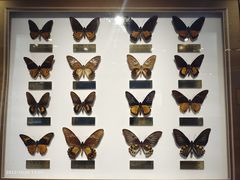 -上海昆虫博物馆