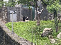 -都江堰中华大熊猫苑