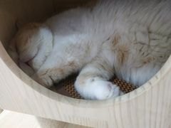 -喵园·猫主题咖啡厅·撸猫·猫咖(国贸店)