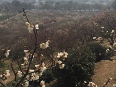 -香雪海