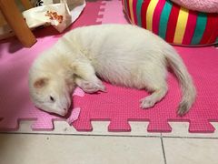 -雨林宠物医院 非犬猫异宠专科