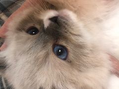 -lincat·猫舍(广州店)