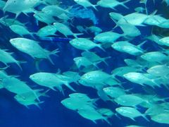 -上海海洋水族馆