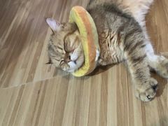 -喵小馆·猫咖狗咖猪咖·饮品店