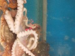 -宾朋海鲜特色美食餐厅·纯手工鲅鱼水饺(兴海路店)