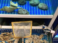 水产区-金龙·打边炉(南京西路店)