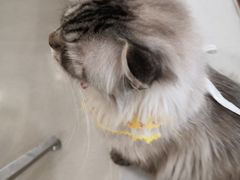 -共舞时光猫咖·狗咖(新街口店)
