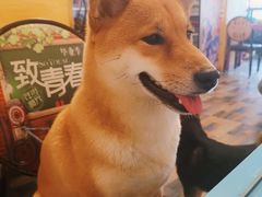 -柴源莊·柴小宠柴犬咖啡