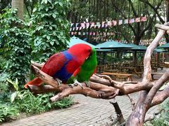 -广州长隆飞鸟乐园