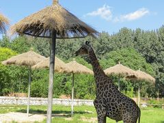 -北京野生动物园