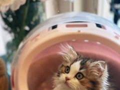 -momokira米努特·德文卷毛猫·棉花面纱犬