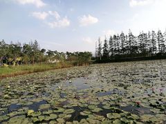 -上海长兴岛郊野公园