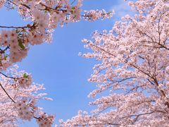 -上海辰山植物园
