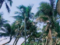 -东海岛旅游度假区