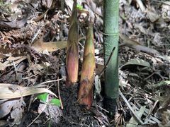 -武陵山森林公园