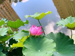 -陈家山荷花公园