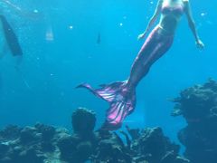 -海棠湾洲际-涛·海底餐厅·美人鱼·自助餐·海底隧道
