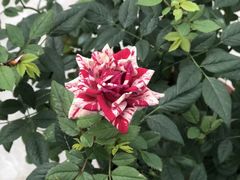 -上海鲜花港