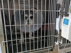 -宠福鑫康馨动物医院·骨科·眼科