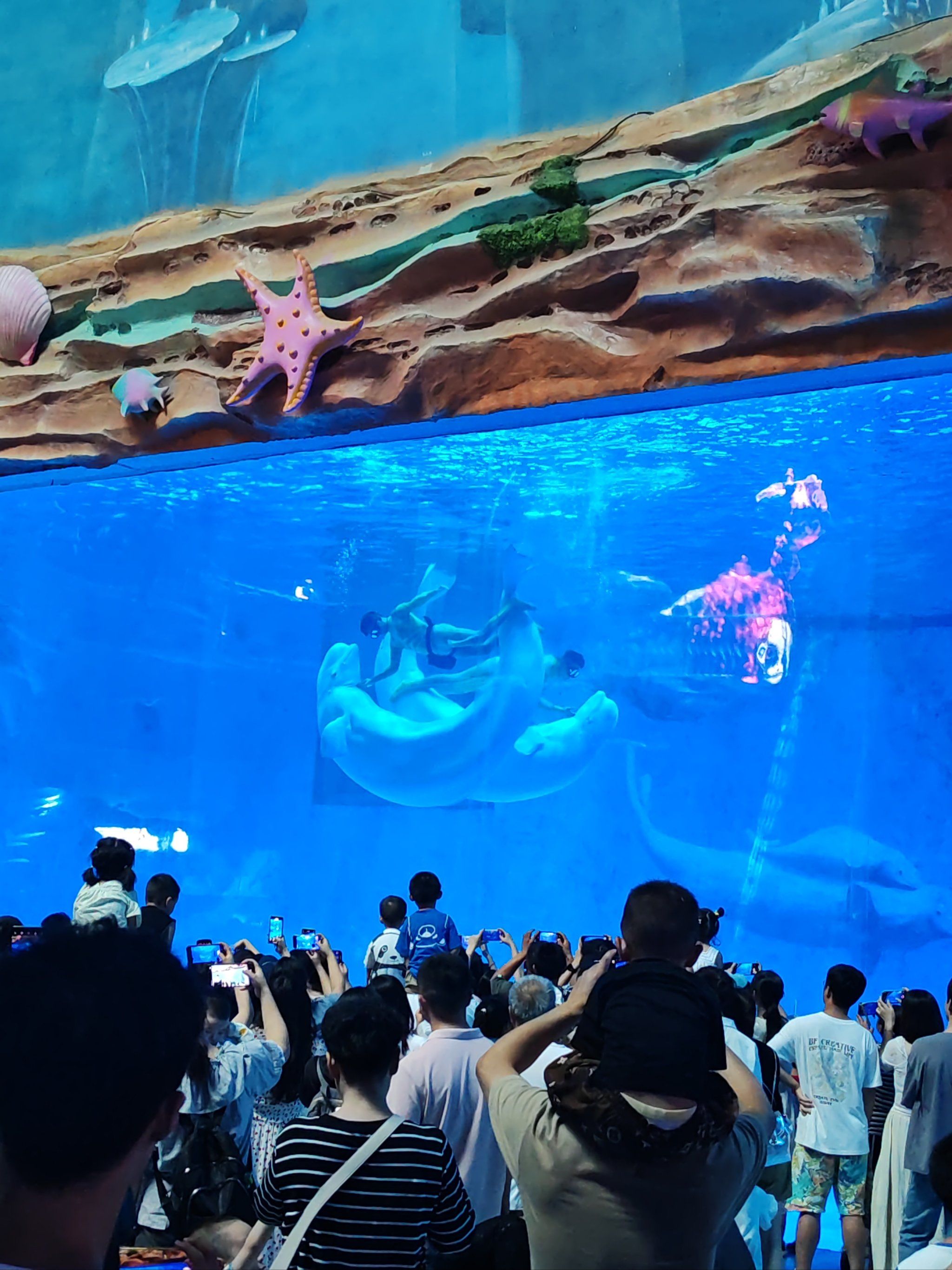 重庆的夏天热得不行,户外晒得要命,但海洋馆就是我的避暑游玩宝地