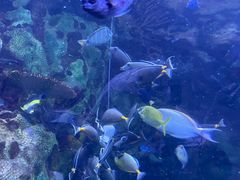 -珠海长隆海洋王国