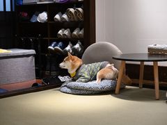 大堂-逗柴咖啡屋·狗咖猫咖宠物桌游