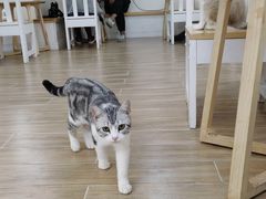 -李小姐の猫咖啡馆(五角场店)