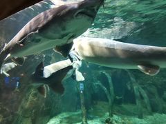 -华夏文旅海洋公园