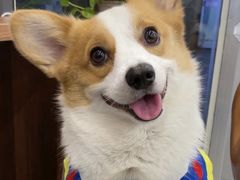 -萌宠之家·腊肠犬·马尔泰·小体犬舍